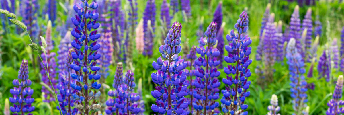 Blühende blaue Lupinen 