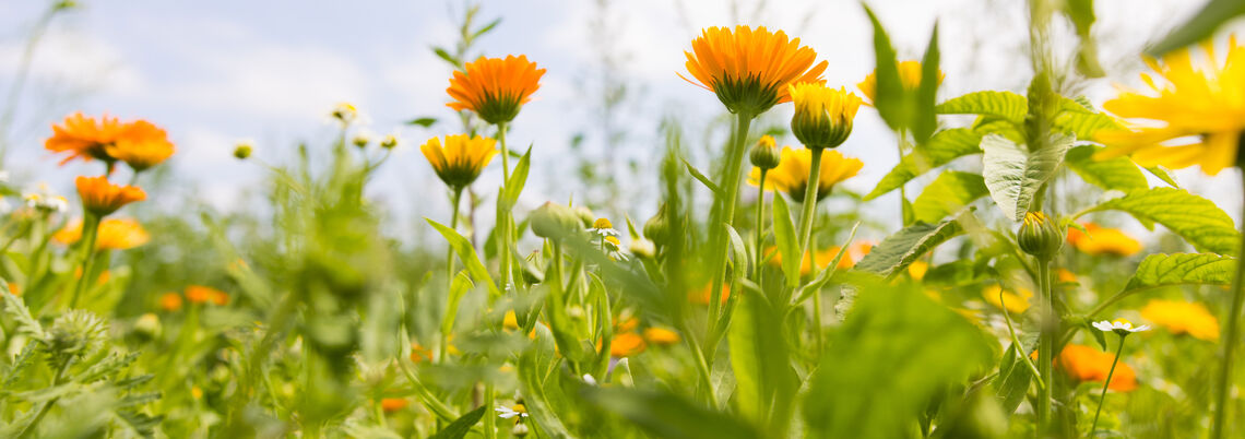 Symboldbild Blüten im Ökolandbau AdobeStock_733137811