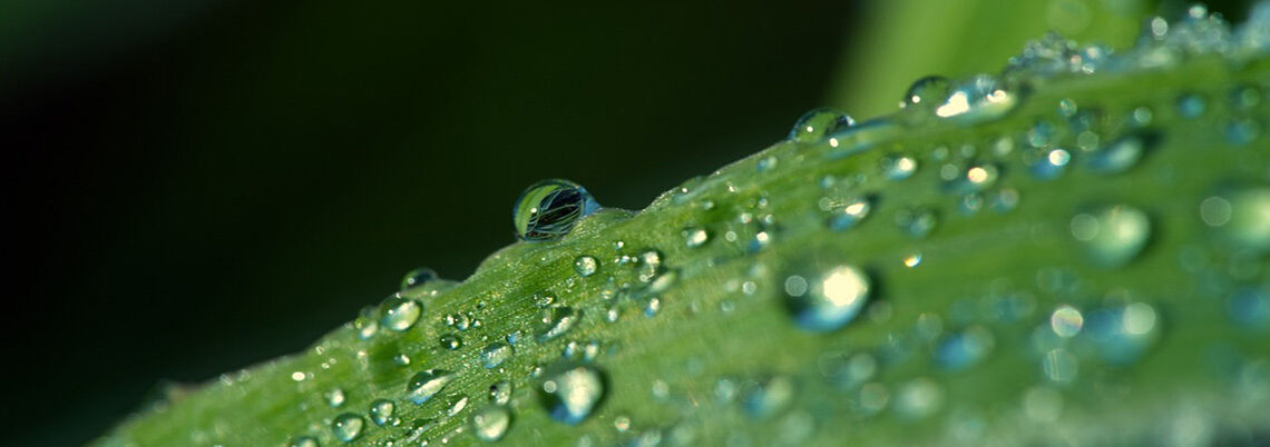 Symbolbild Wassertropfen auf grashalm romupictures_pixabay